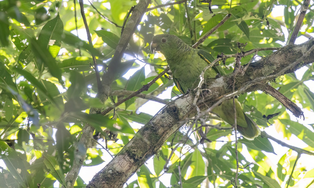 Scaly-naped Amazon - ML642815529