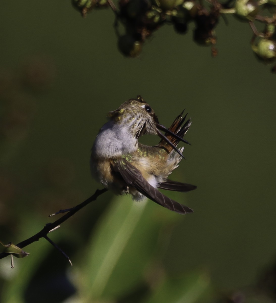 Rufous Hummingbird - ML642815531