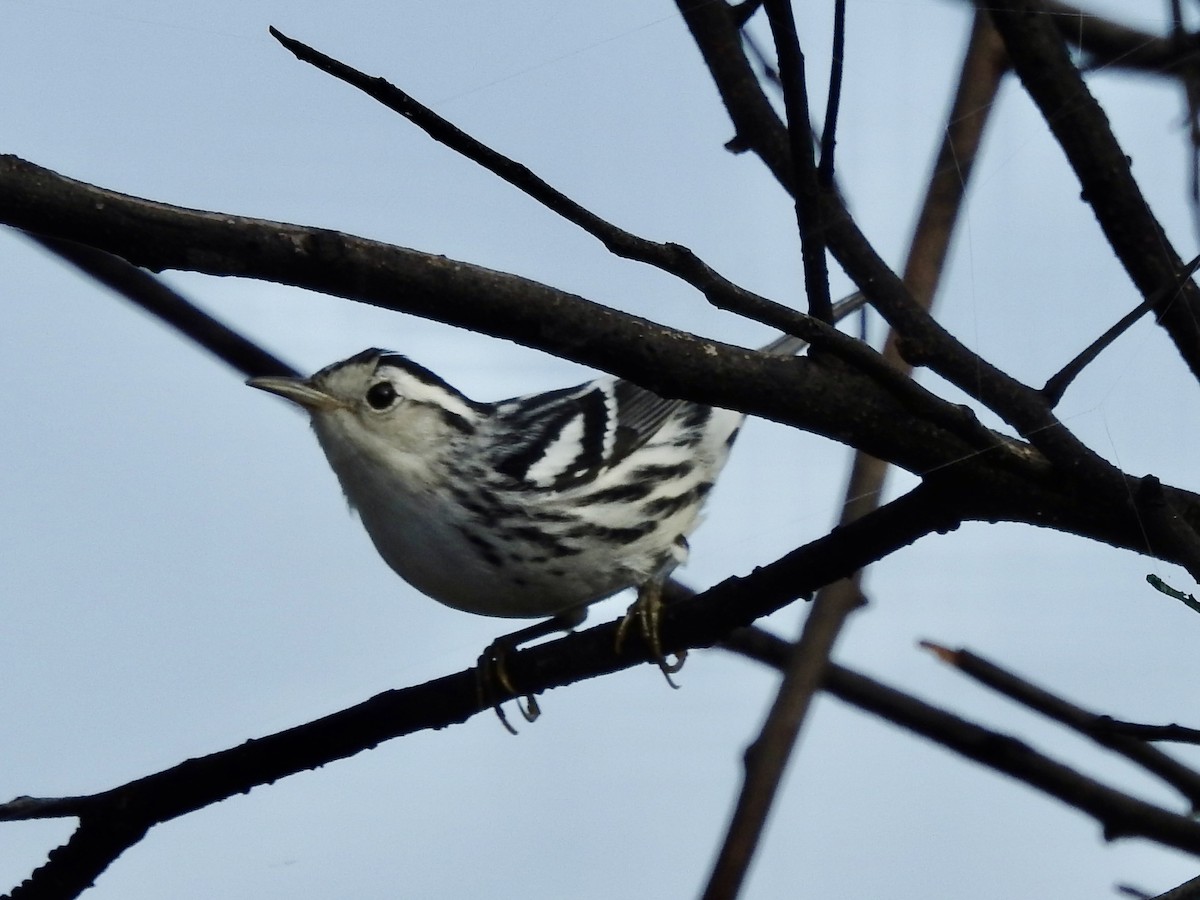 Black-and-white Warbler - ML642815538