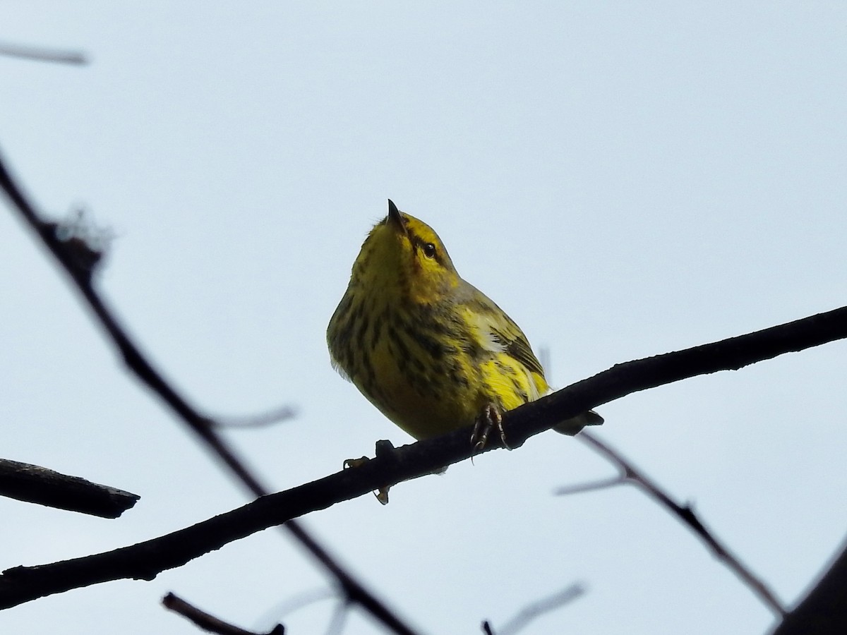 Cape May Warbler - ML642815546