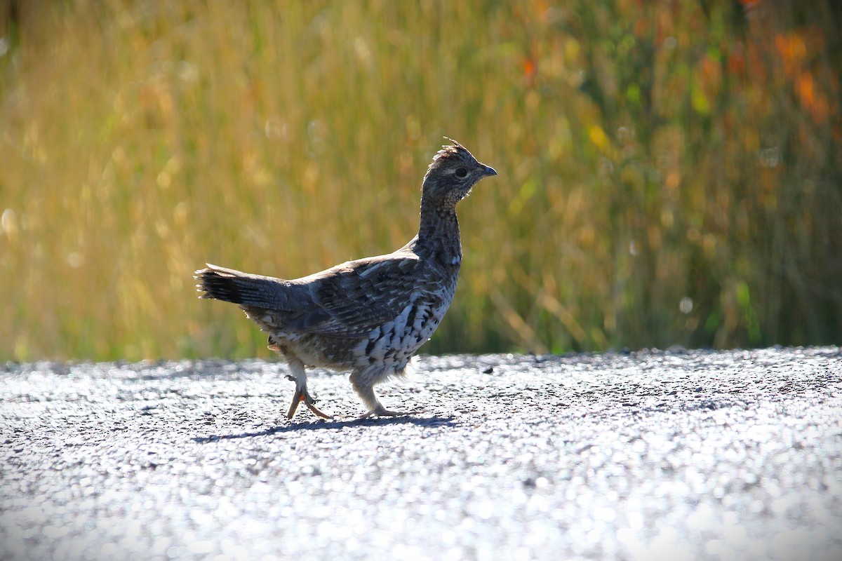 Ruffed Grouse - ML642815550