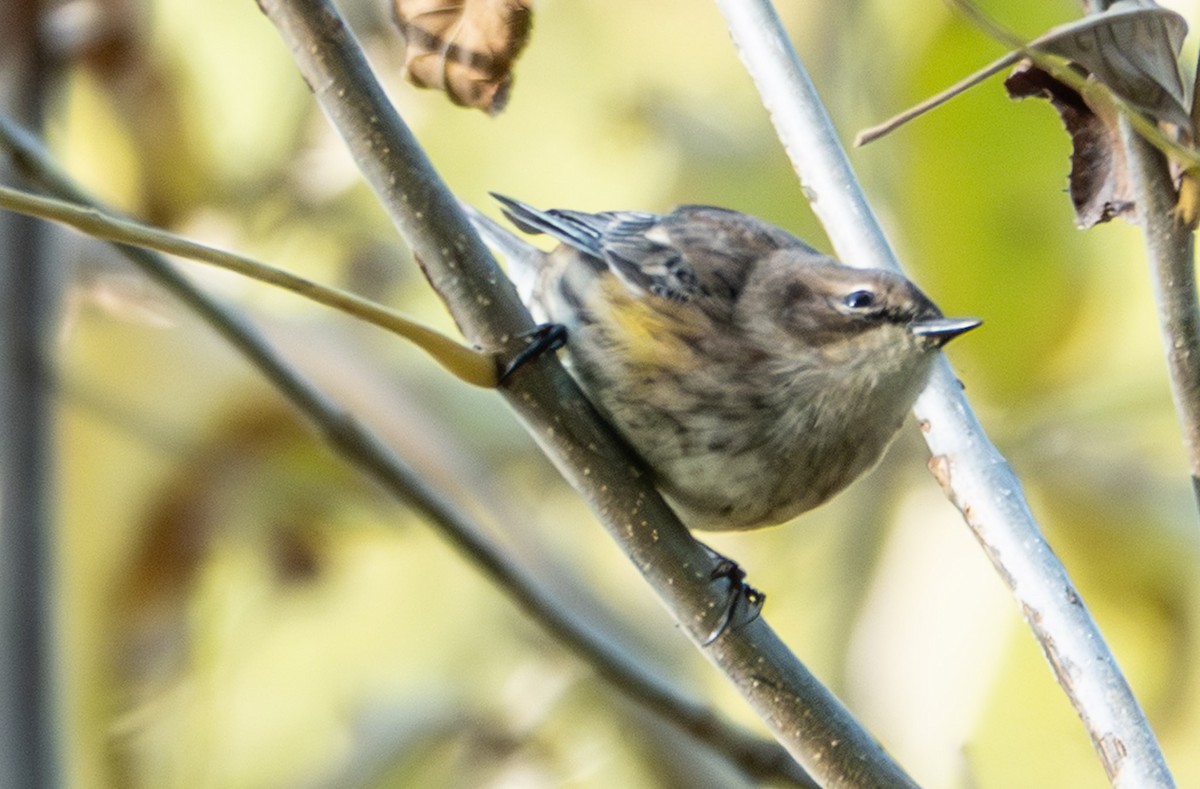 Yellow-rumped Warbler (Myrtle) - ML642815552
