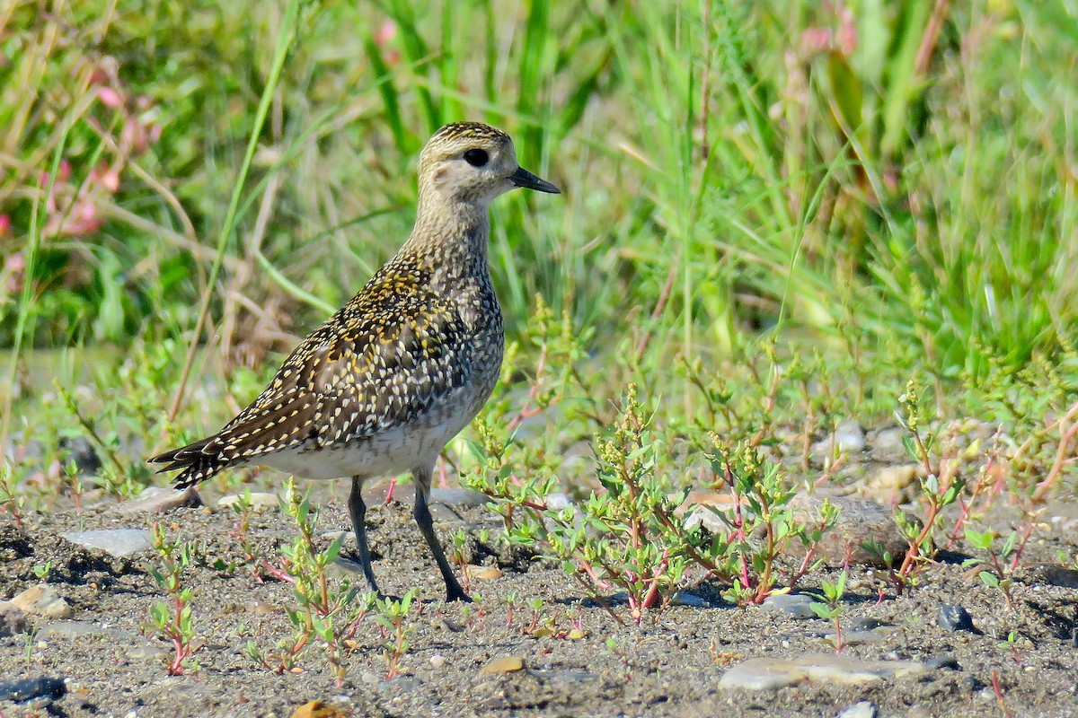 European Golden-Plover - ML642815554