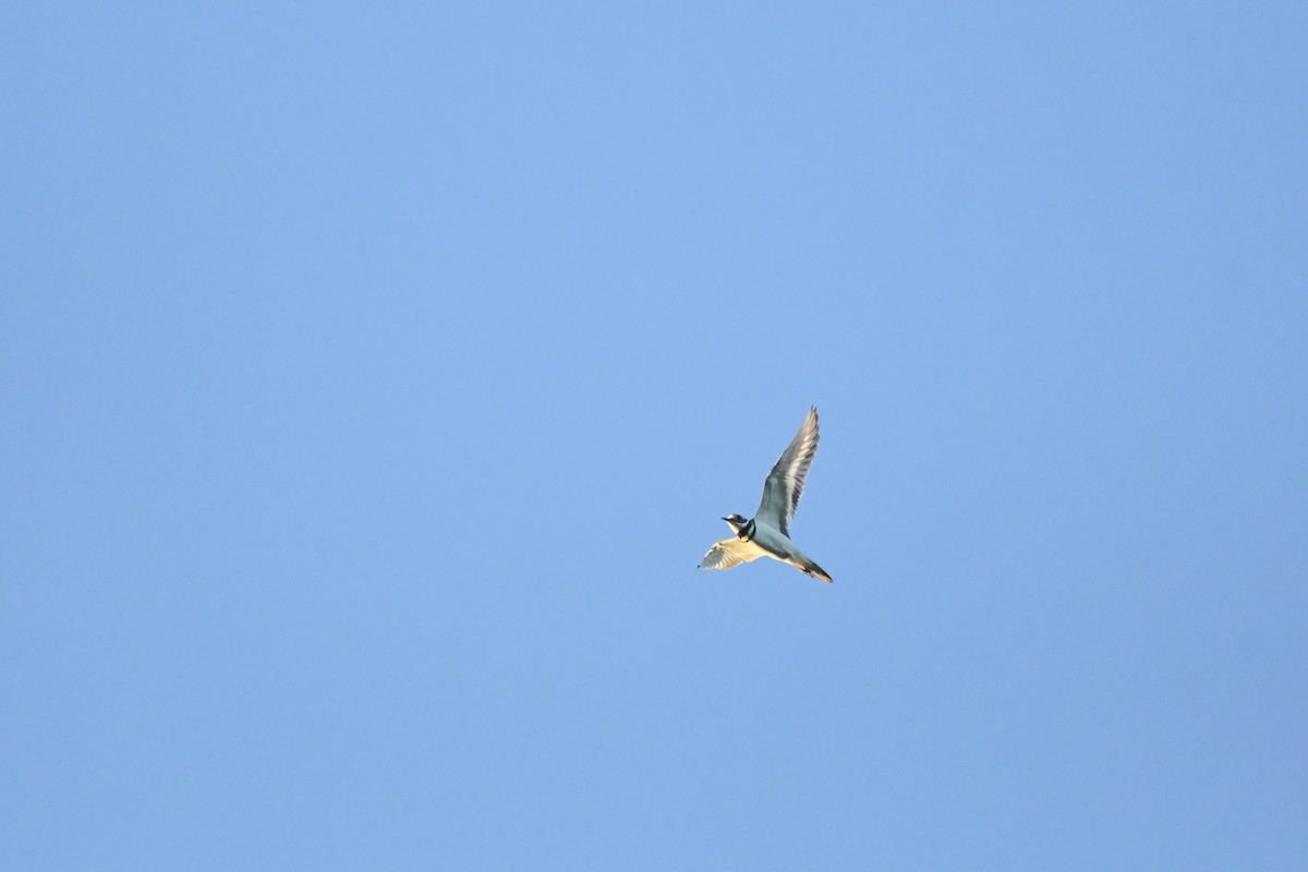 Killdeer - ML642815557