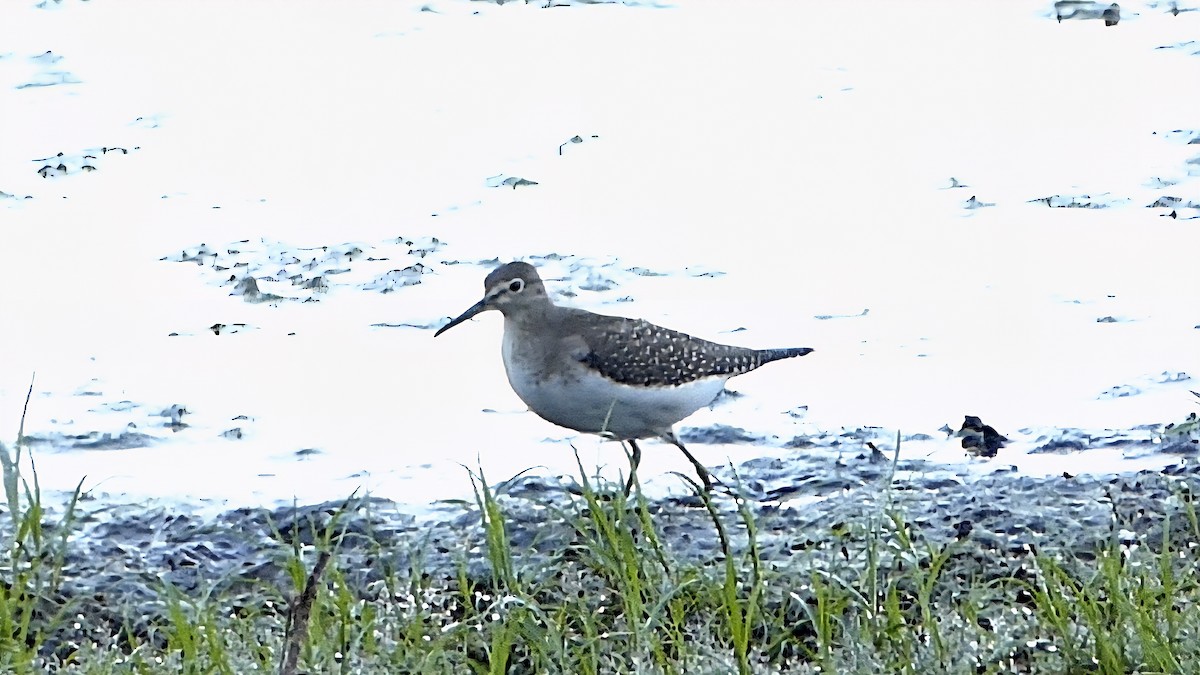 Solitary Sandpiper - ML642815559