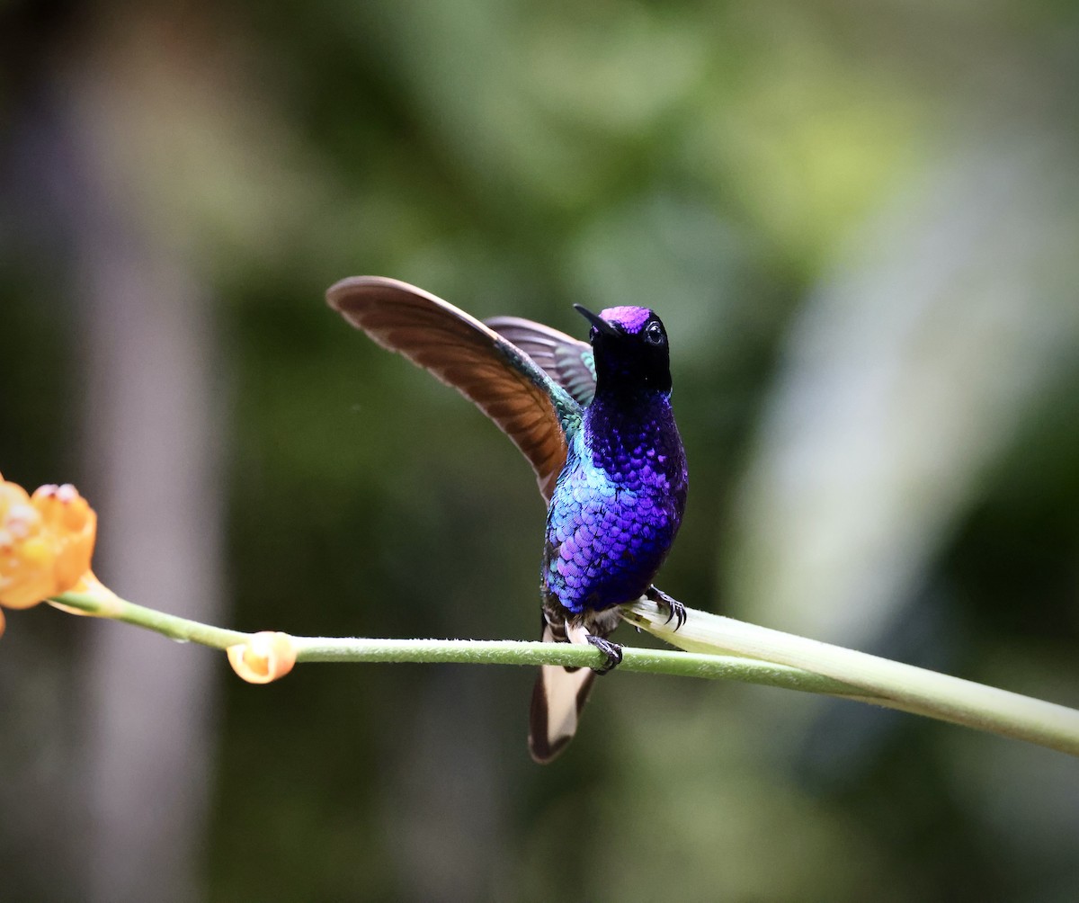 Velvet-purple Coronet - ML642815561
