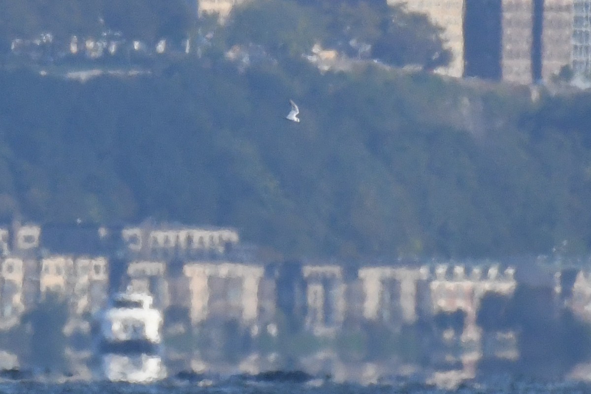 Forster's Tern - ML642815569