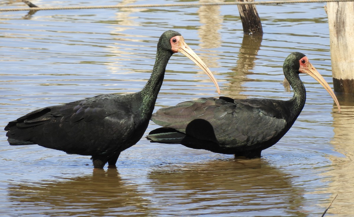 Bare-faced Ibis - ML642815580