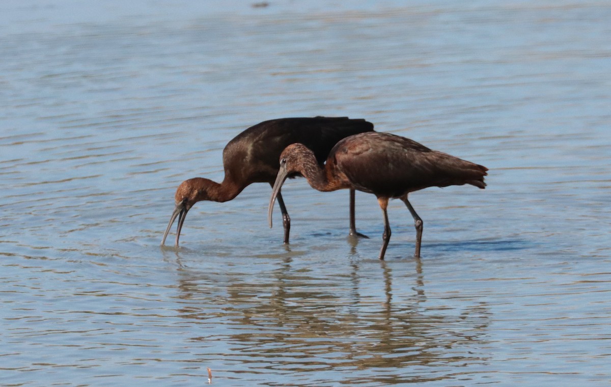 Glossy Ibis - ML642815599