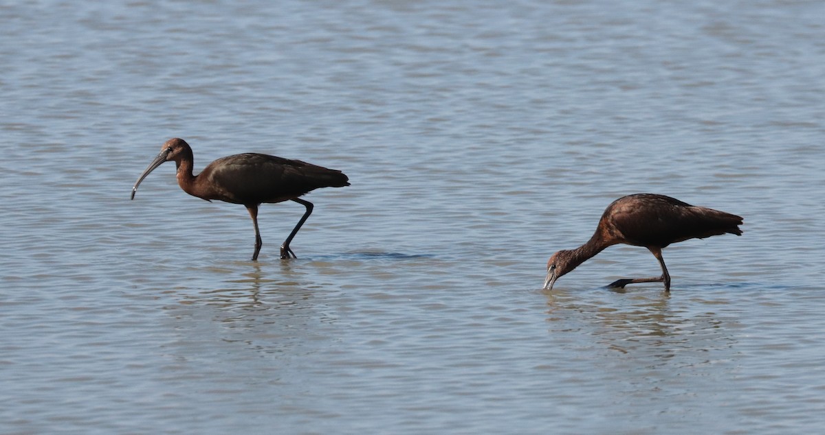 Glossy Ibis - ML642815600