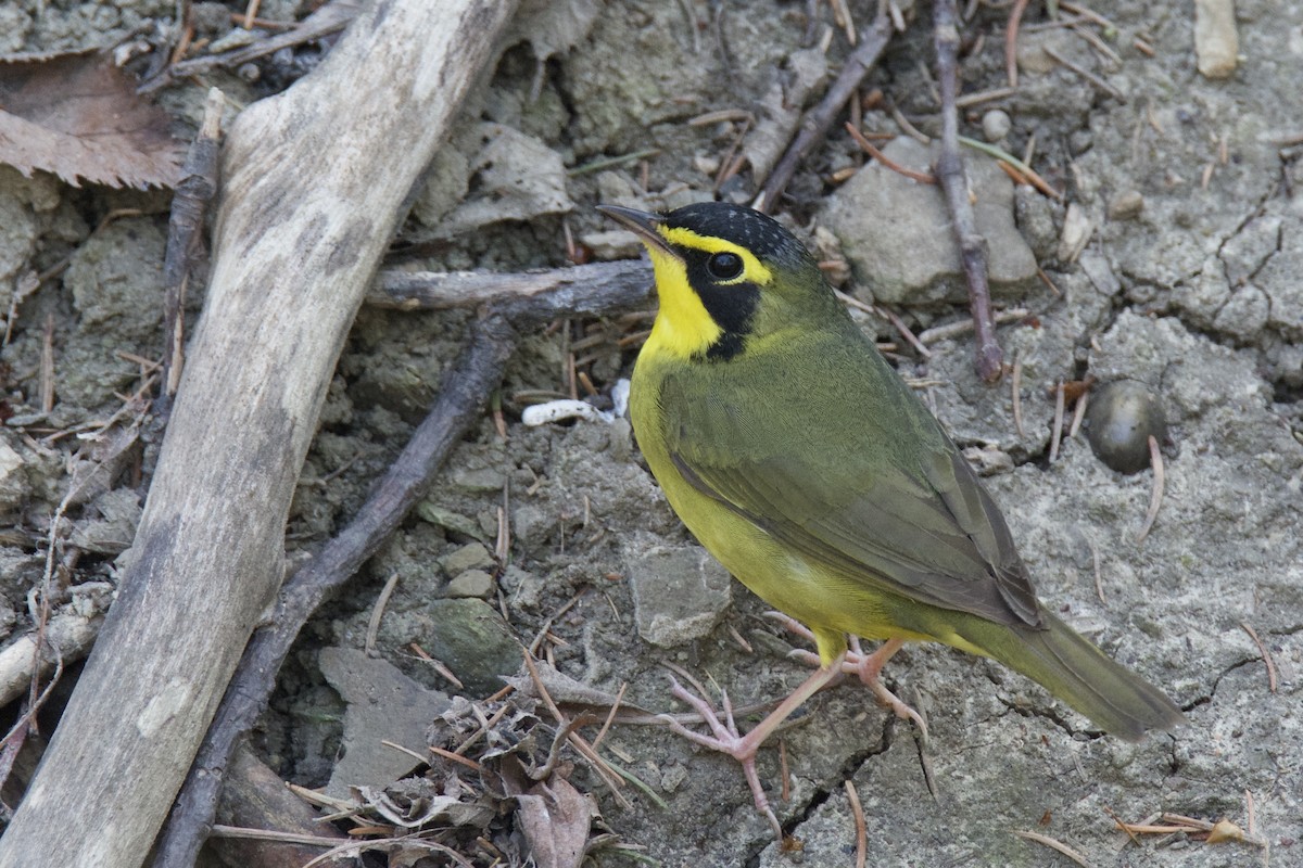 Paruline du Kentucky - ML642815608