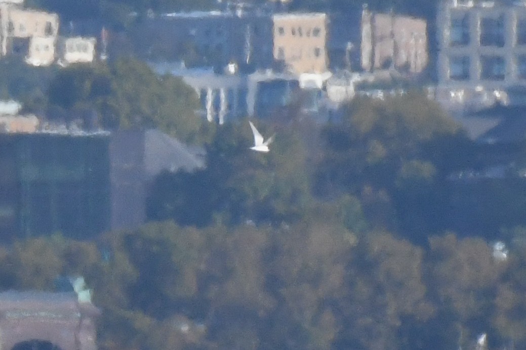 Forster's Tern - ML642815609
