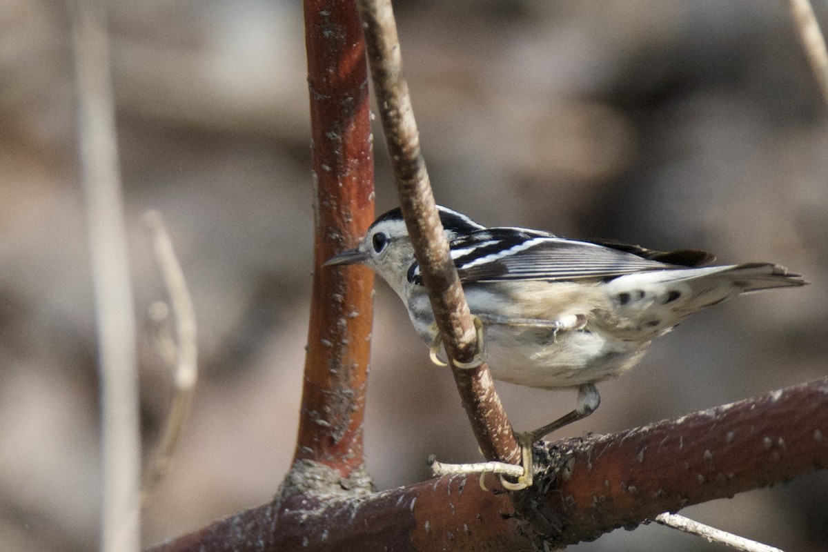 Black-and-white Warbler - ML642815613