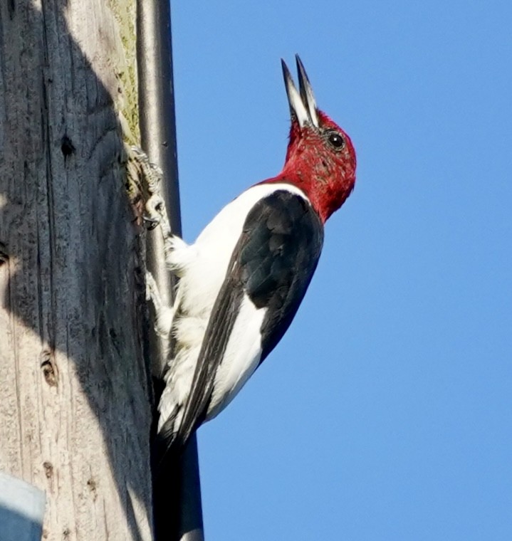 Red-headed Woodpecker - ML642815615