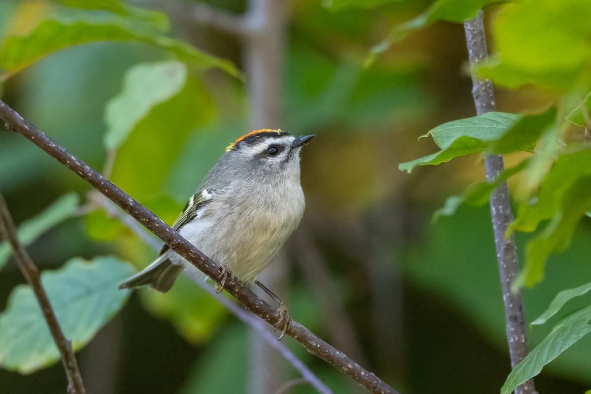 Golden-crowned Kinglet - ML642815618