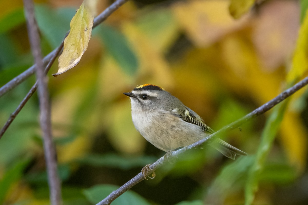 Golden-crowned Kinglet - ML642815619