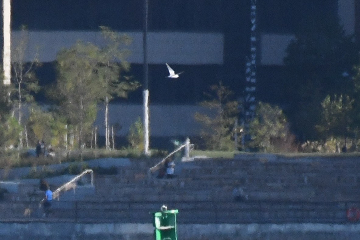 Forster's Tern - ML642815620
