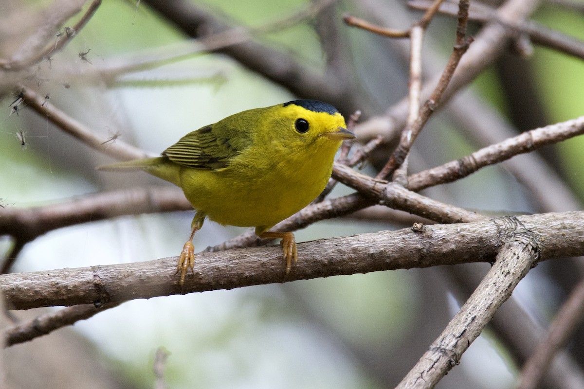 Wilson's Warbler - ML642815623
