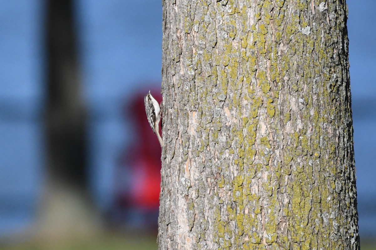 Brown Creeper - ML642815628
