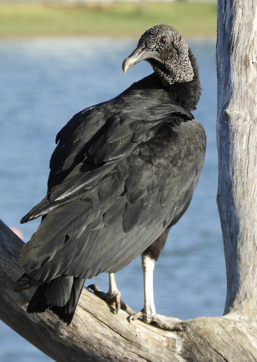 Black Vulture - ML642815631
