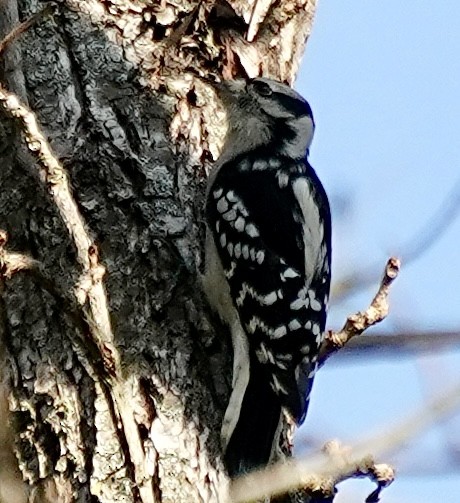 Downy Woodpecker - ML642815632