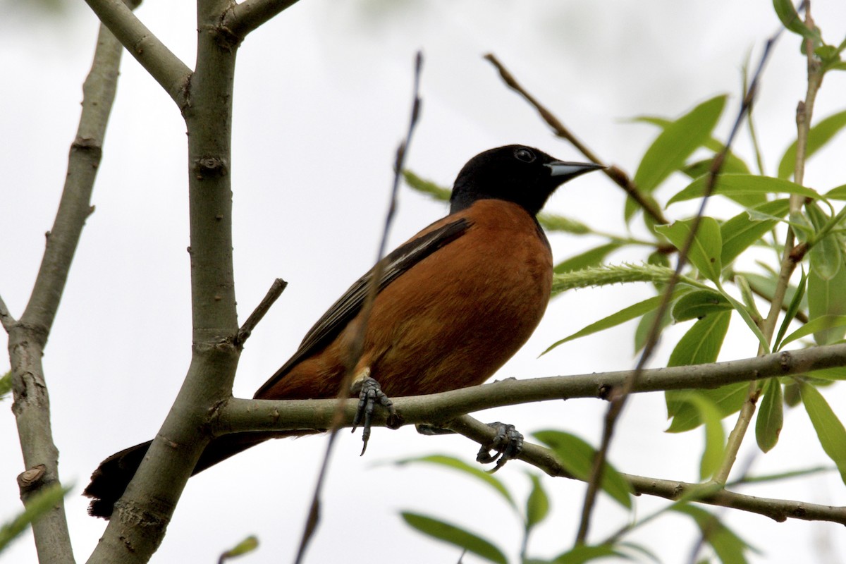 Orchard Oriole - ML642815641