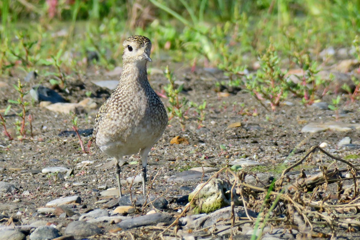 European Golden-Plover - ML642815642