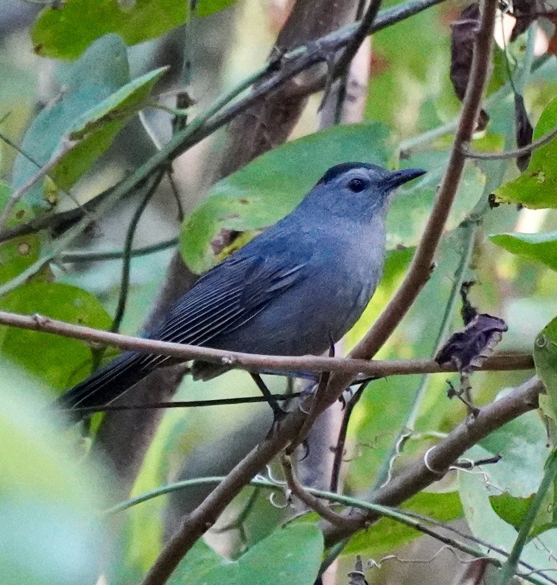 Gray Catbird - ML642815643
