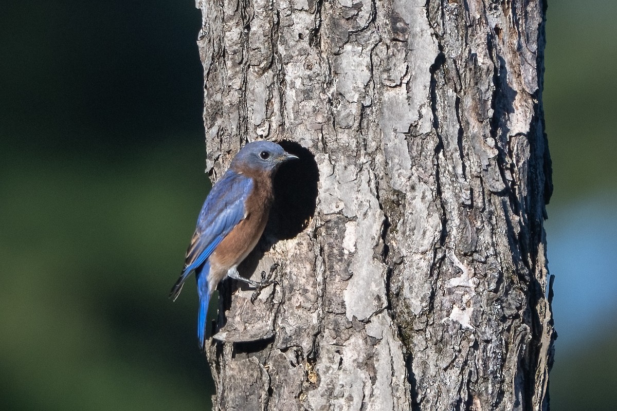 Eastern Bluebird - ML642815653