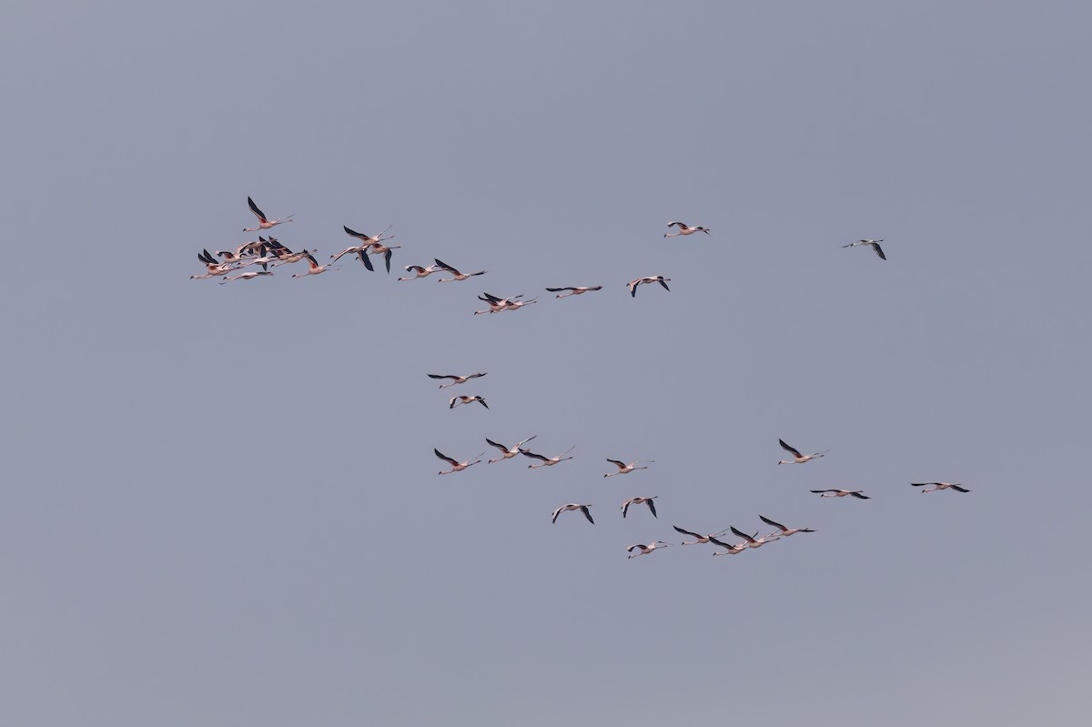 Lesser Flamingo - ML642815658