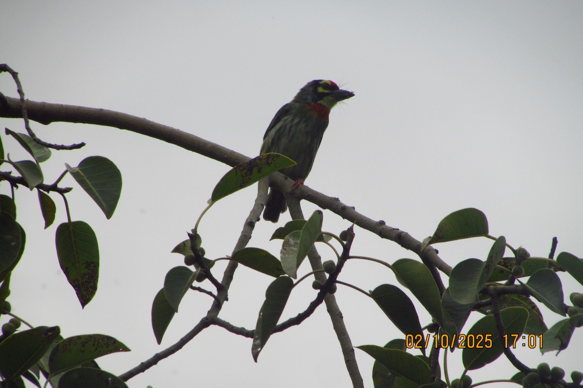 Coppersmith Barbet - ML642815668