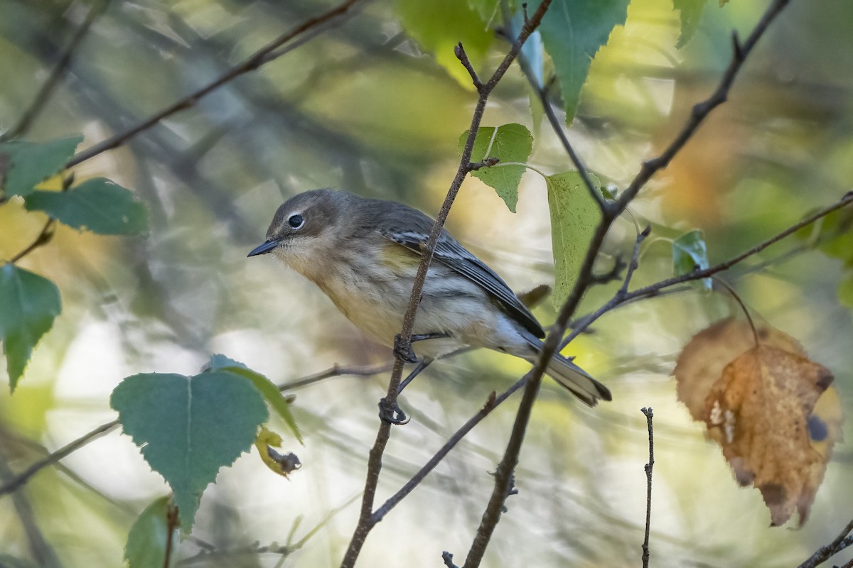 Yellow-rumped Warbler - ML642815670