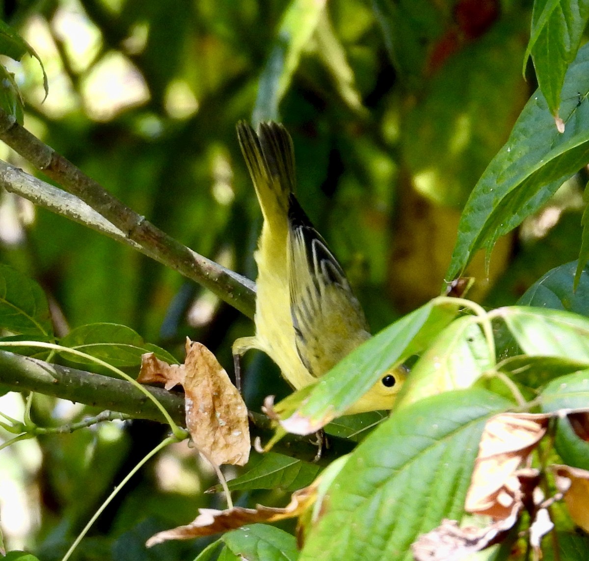 Yellow Warbler - ML642815675
