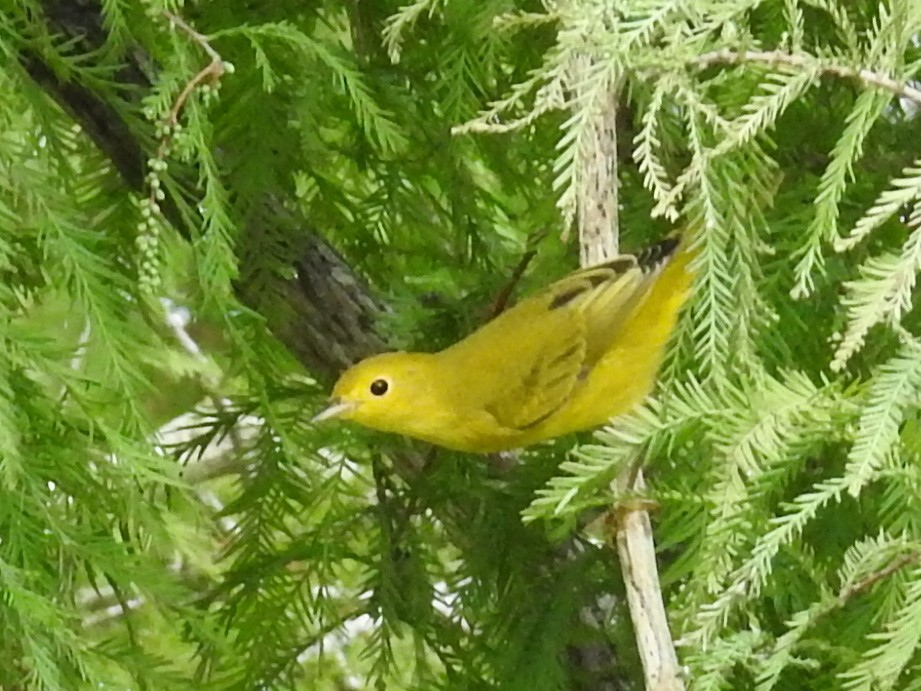 Yellow Warbler - ML642815681