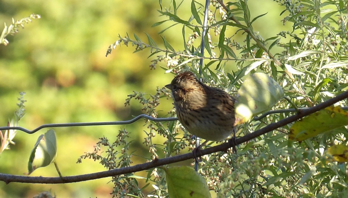 Lincoln's Sparrow - ML642815685