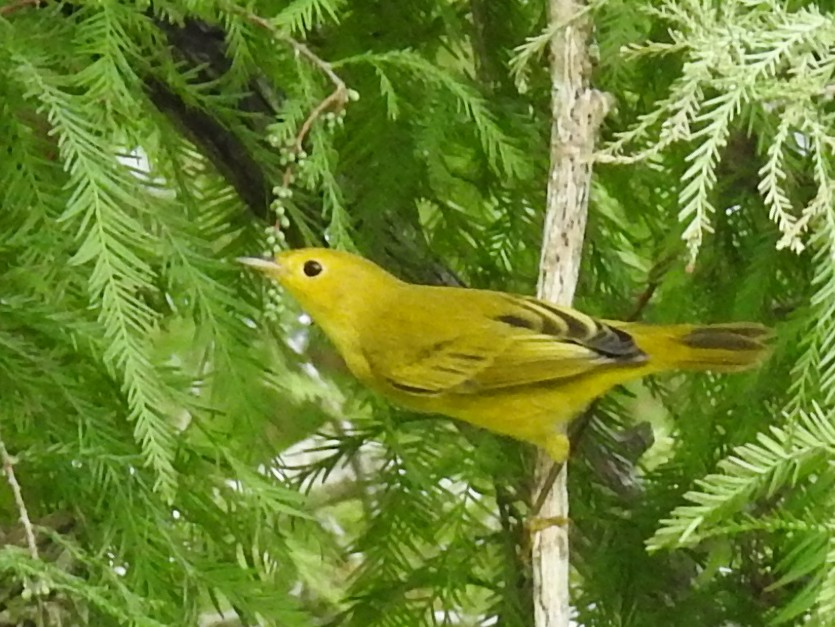 Yellow Warbler - ML642815690
