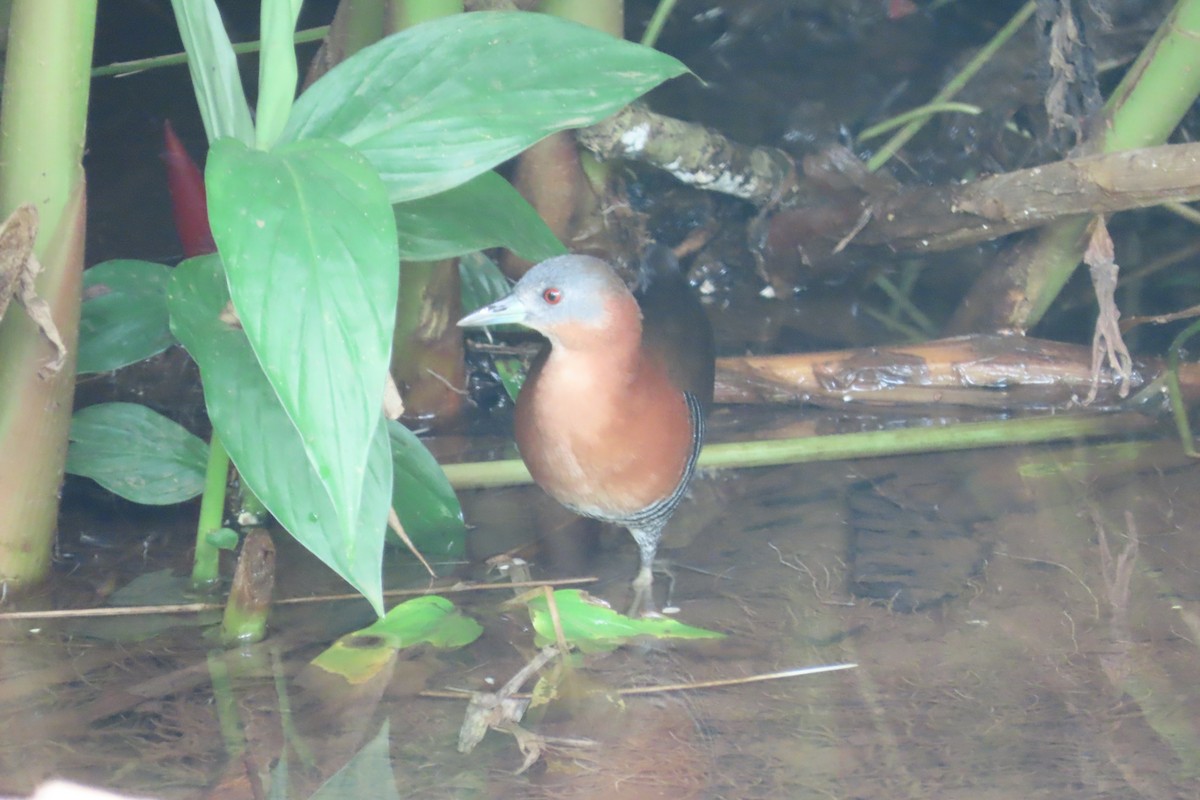 White-throated Crake - ML642815693