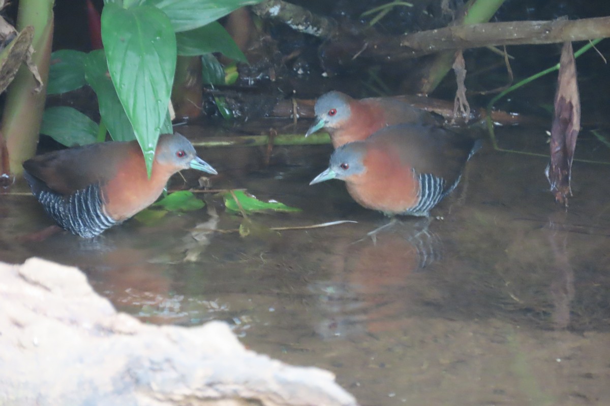 White-throated Crake - ML642815695