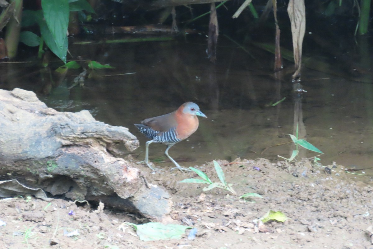White-throated Crake - ML642815696