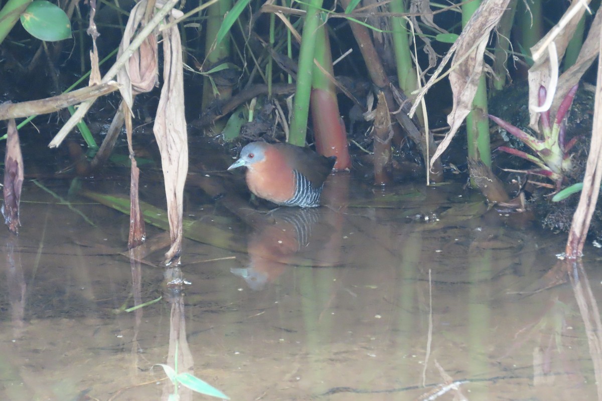 White-throated Crake - ML642815697