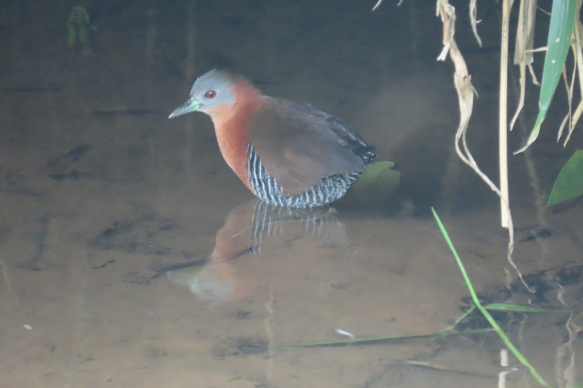 White-throated Crake - ML642815699