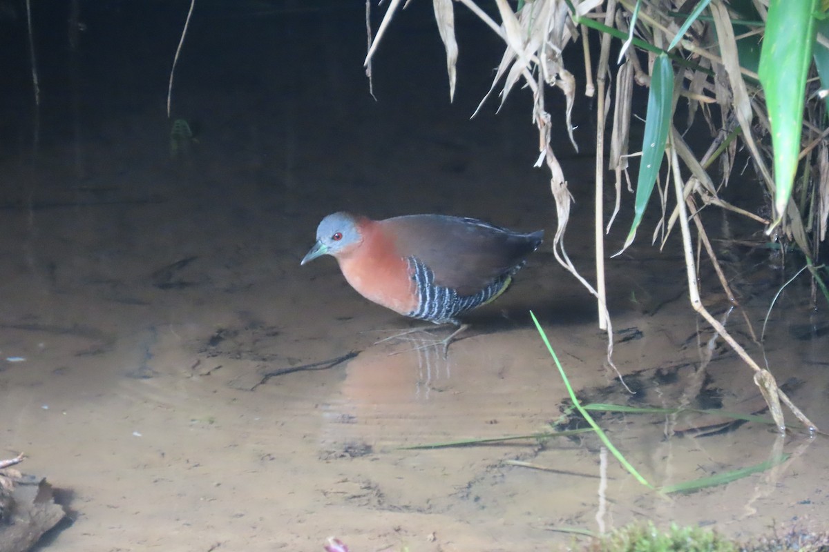 White-throated Crake - ML642815701