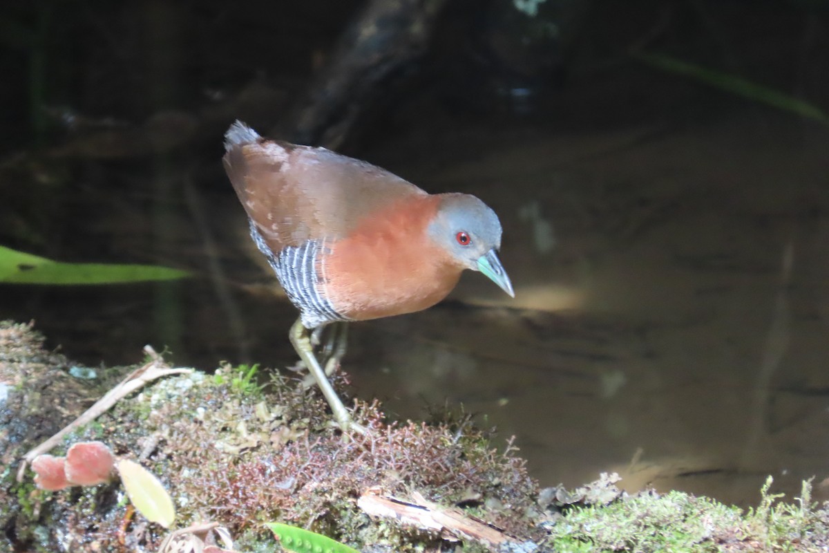 White-throated Crake - ML642815702