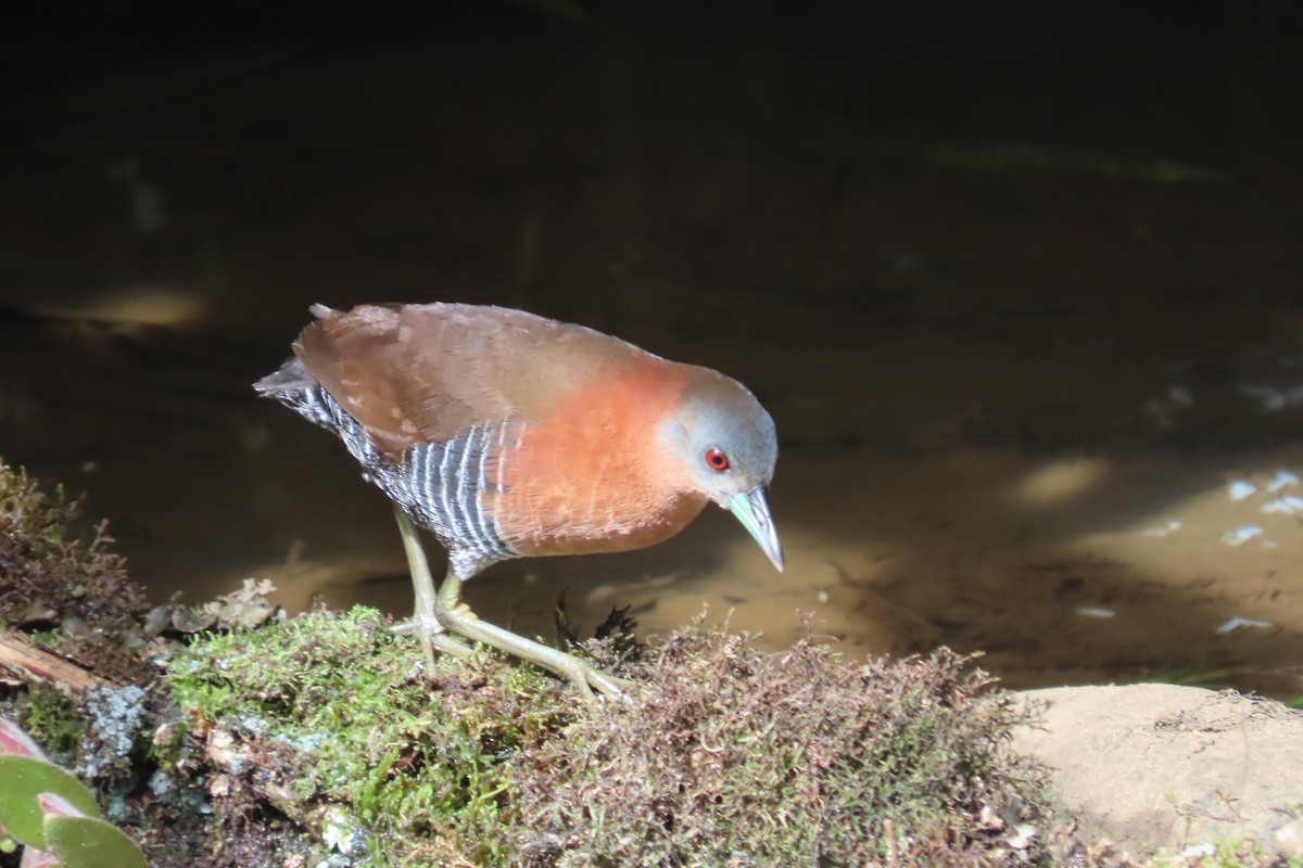 White-throated Crake - ML642815703