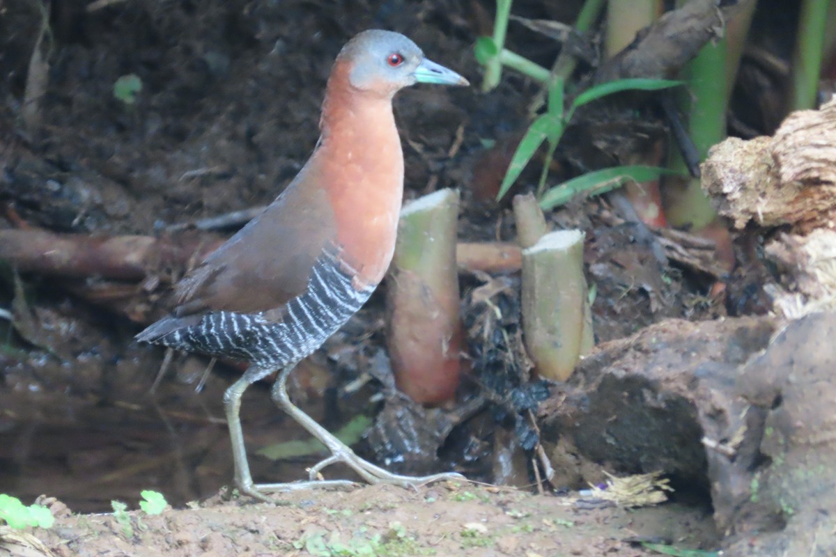 White-throated Crake - ML642815704