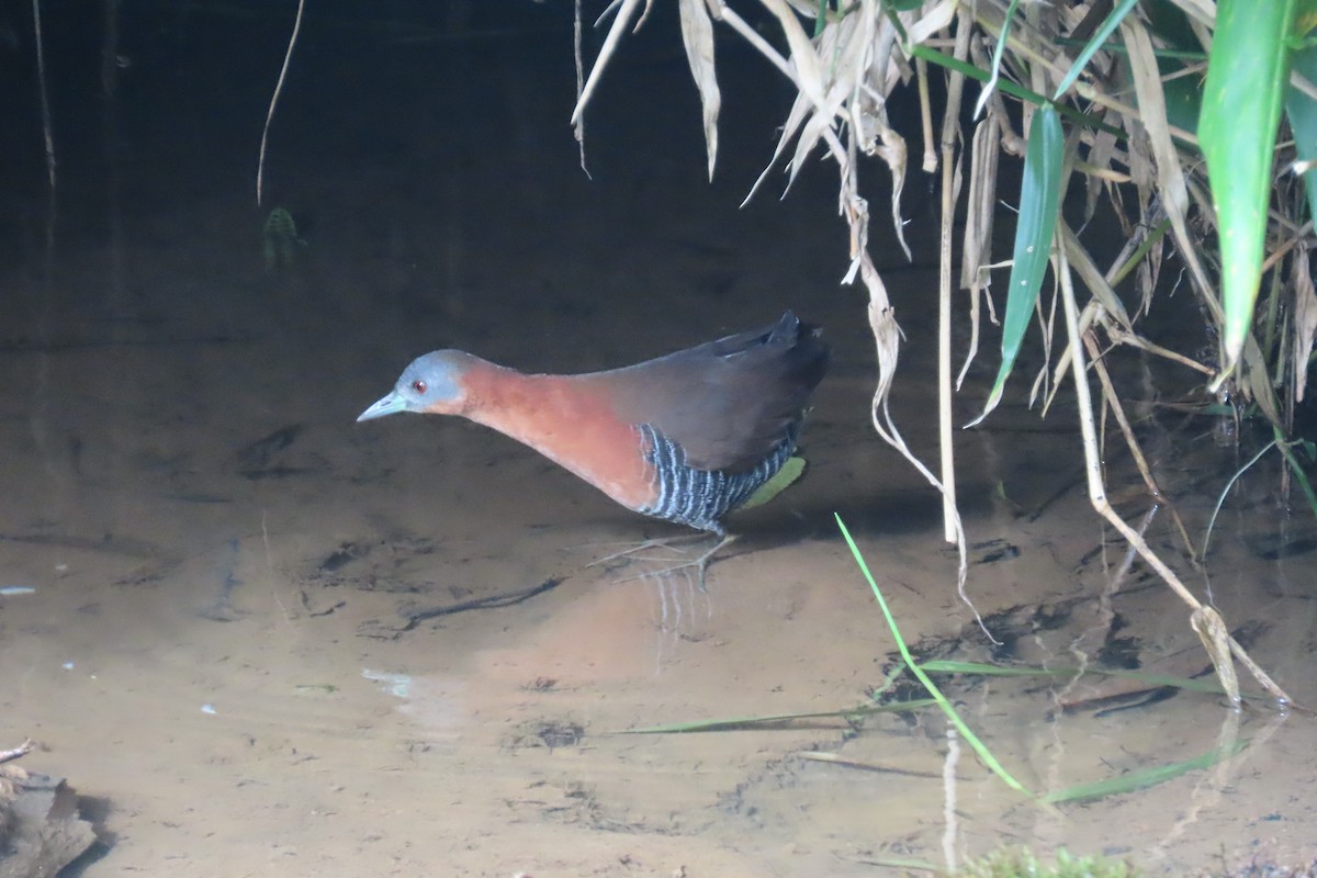 White-throated Crake - ML642815705