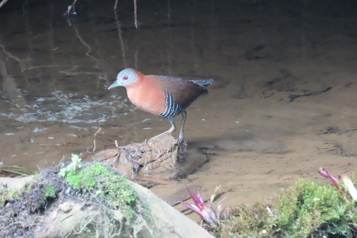 White-throated Crake - ML642815706