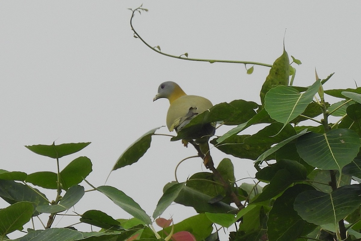 Yellow-footed Green-Pigeon - ML642815707