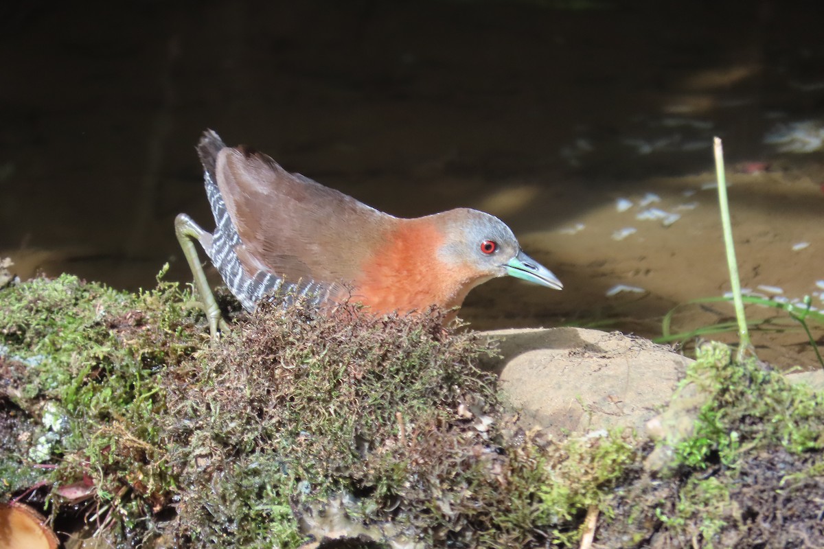 White-throated Crake - ML642815708