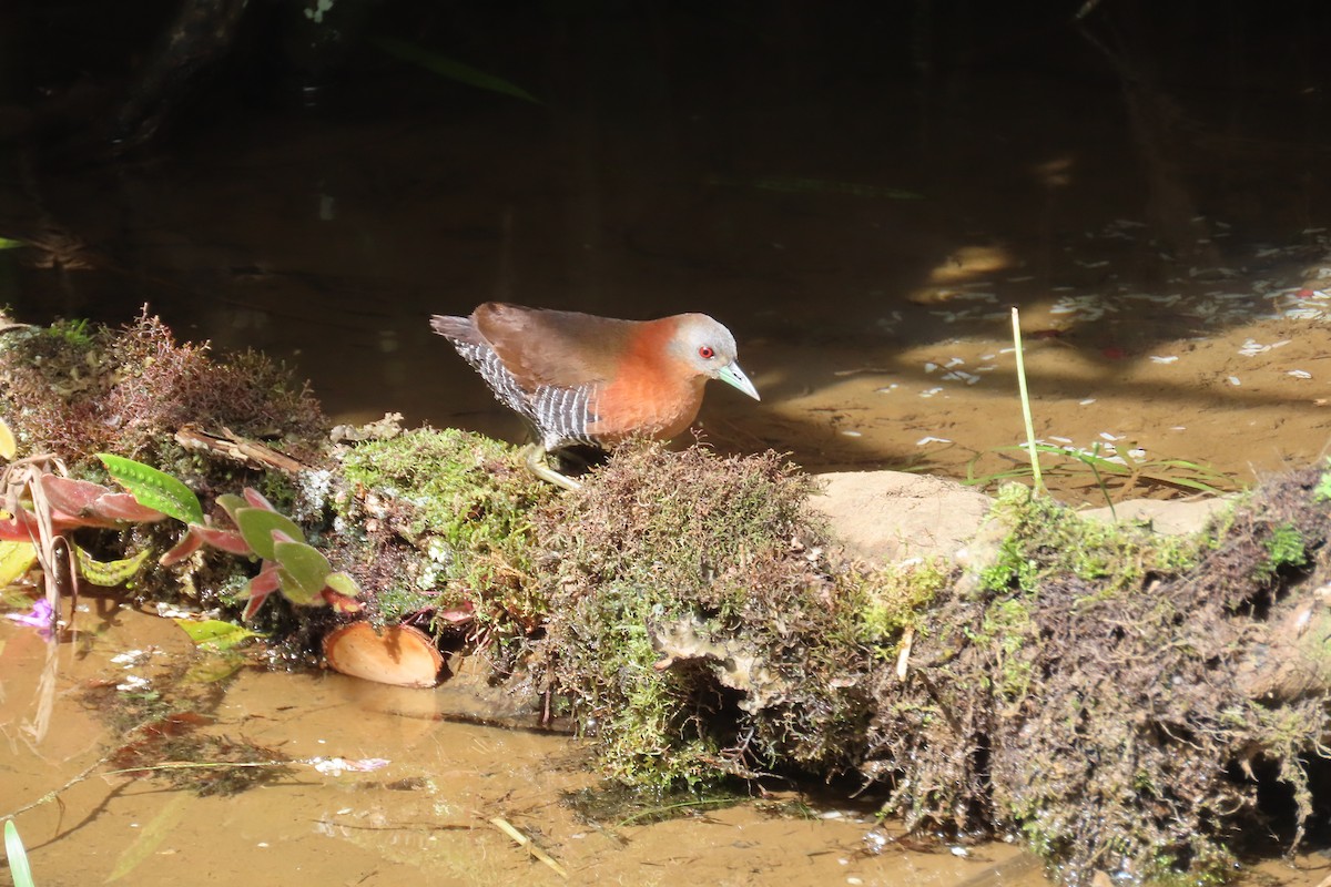 White-throated Crake - ML642815709